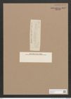 Navicula sp. (de-Toni-Nr.: Genus 1) Zeichnungen Sammlung Grunow Nr. 1572 (NHMW-BOT-W0368100)
